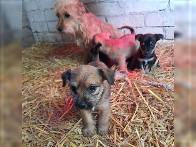 Terrier, Prager Rattler mix welpen zu verkauf