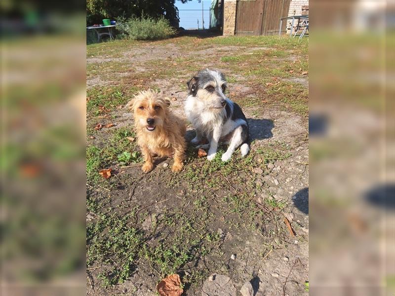 Terrier, Prager Rattler mix welpen zu verkauf