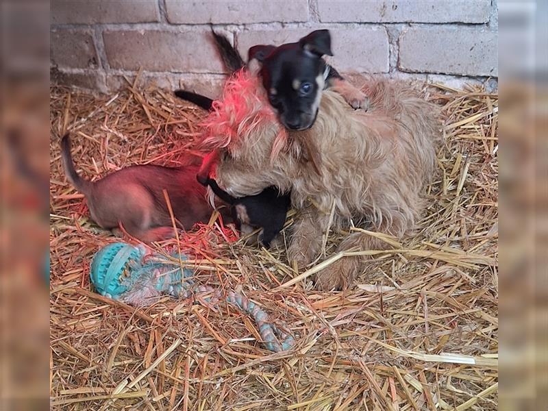 Terrier, Prager Rattler mix welpen zu verkauf