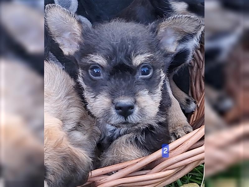 Terrier, Prager Rattler mix welpen zu verkauf