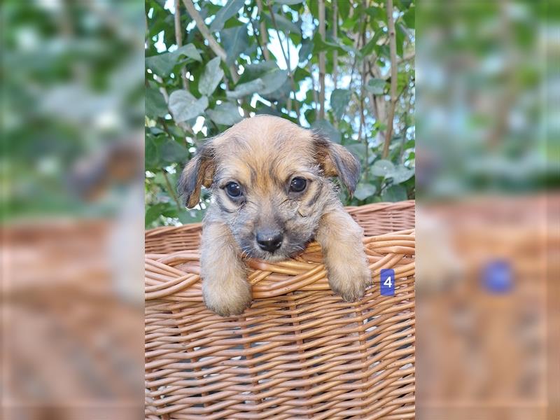 Terrier, Prager Rattler mix welpen zu verkauf