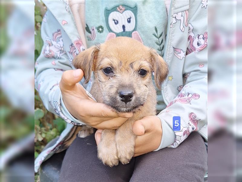 Terrier, Prager Rattler mix welpen zu verkauf