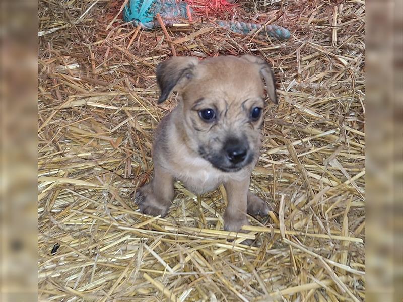 Terrier, Prager Rattler mix welpen zu verkauf