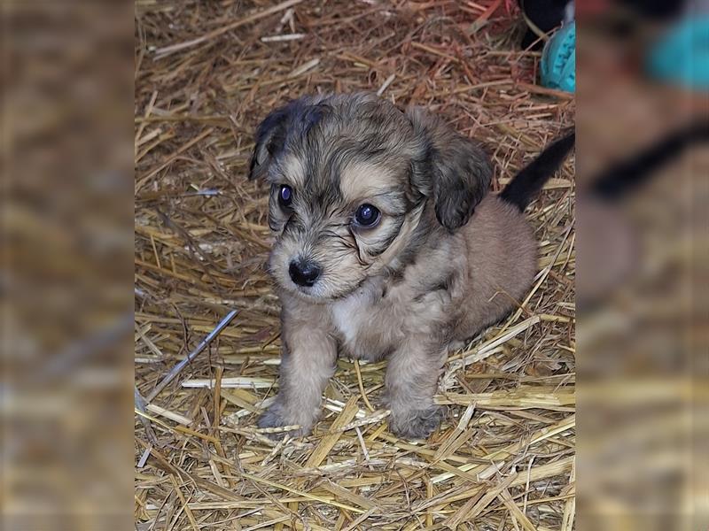 Terrier, Prager Rattler mix welpen zu verkauf