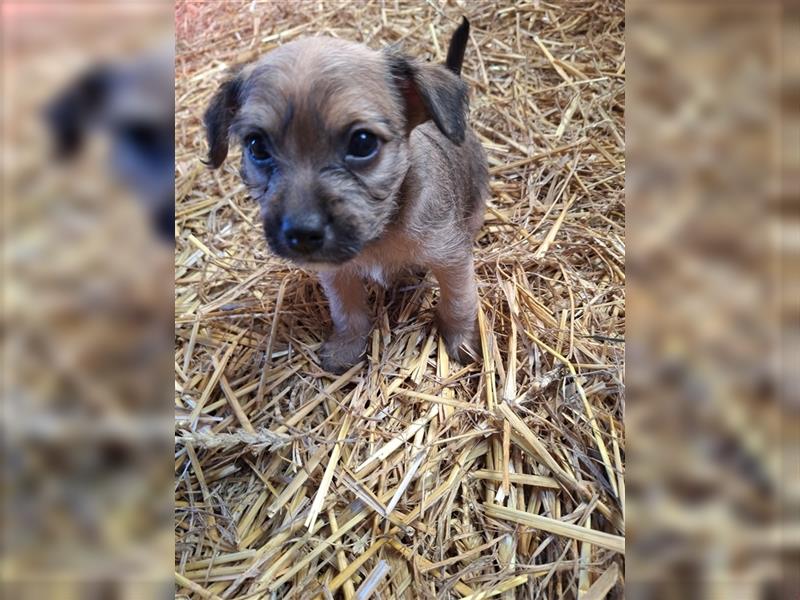 Terrier, Prager Rattler mix welpen zu verkauf