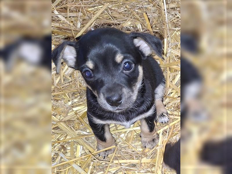 Terrier, Prager Rattler mix welpen zu verkauf