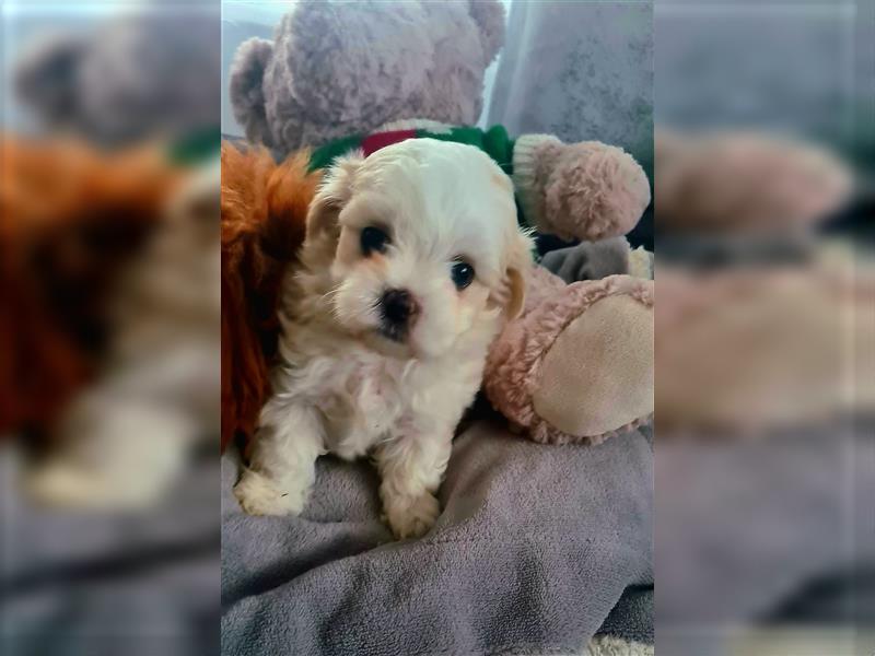 Zuckersüße Maltipoo Püppchen Gesichter Madchen