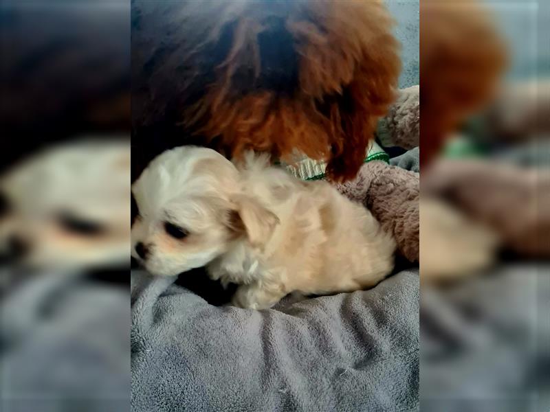 Zuckersüße Maltipoo Püppchen Gesichter Madchen