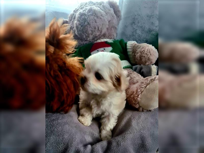 Zuckersüße Maltipoo Püppchen Gesichter Madchen