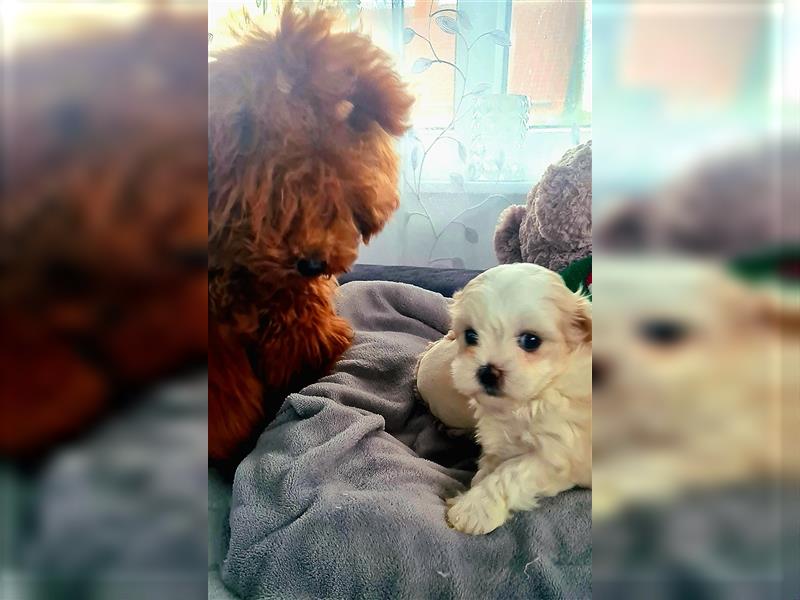 Zuckersüße Maltipoo Püppchen Gesichter Madchen