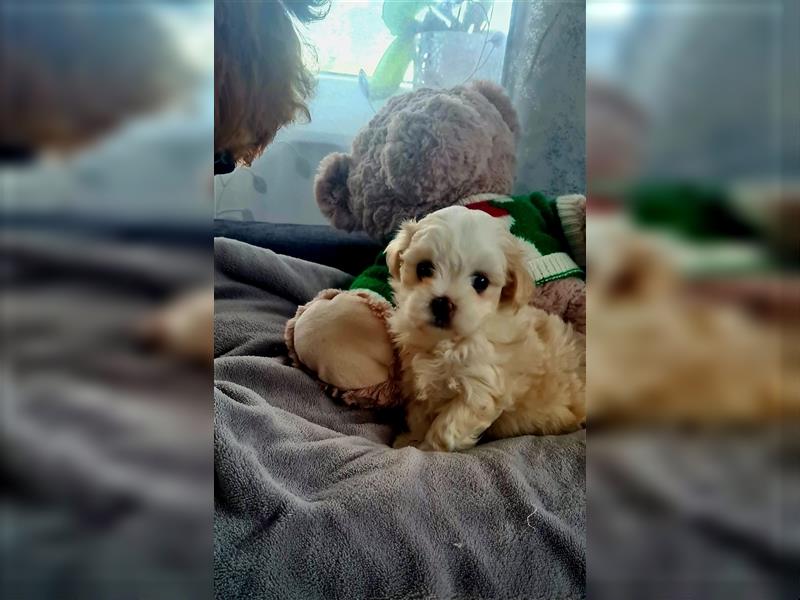 Zuckersüße Maltipoo Püppchen Gesichter Madchen