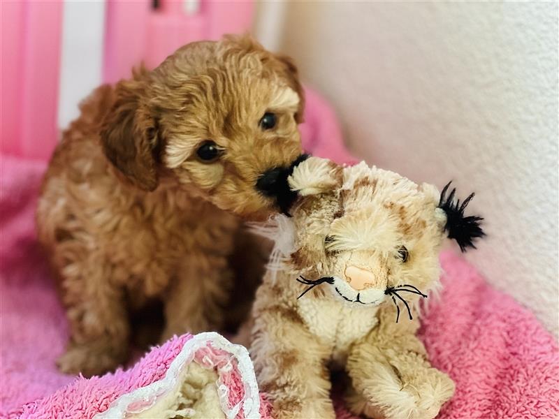 Toypudel Rüde Fawn Apricot