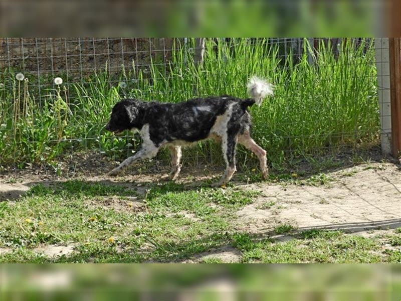 Archibald -LM, Senior-Unglücksfellchen sucht ruhigen Platz