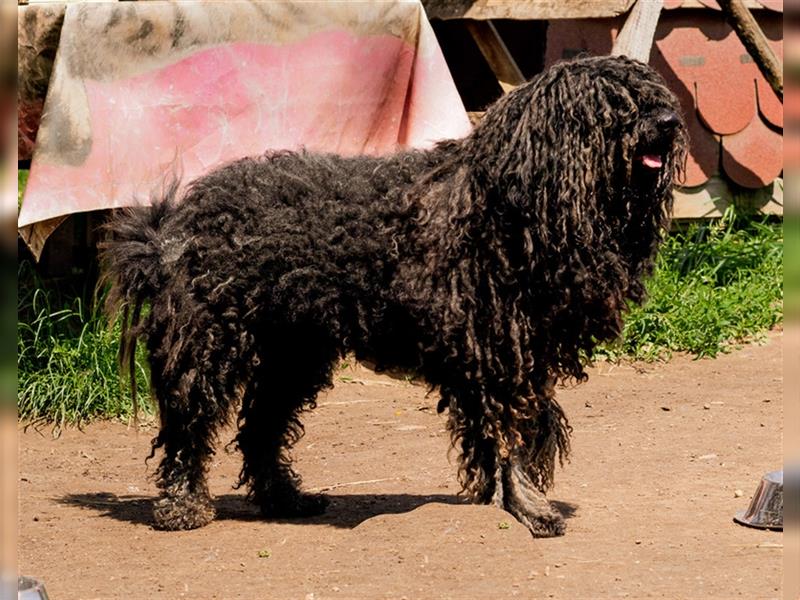 Tücsök, lieber Puli-Mischling sucht ein Zuhause