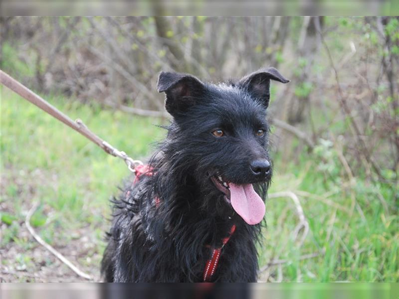 Suzy *in 82515 Wolfratshausen* lebendiges Hundemädchen, ca. 3 Jahre, ca. 43 cm, ca. 8 kg