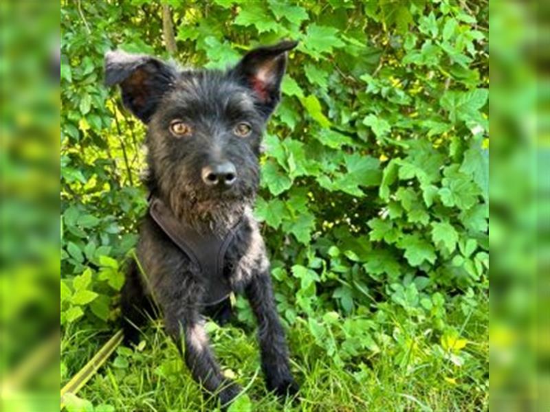 Suzy *in 82515 Wolfratshausen* lebendiges Hundemädchen, ca. 3 Jahre, ca. 43 cm, ca. 8 kg