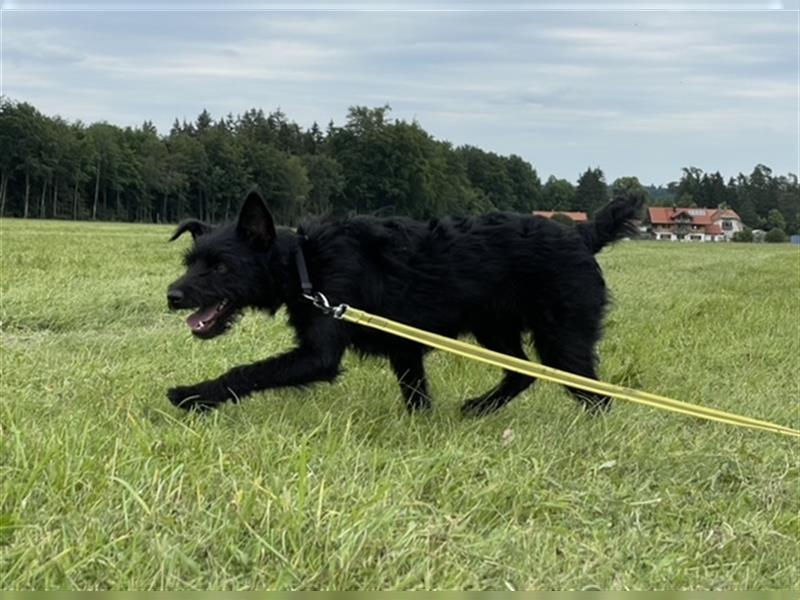 Suzy *in 82515 Wolfratshausen* lebendiges Hundemädchen, ca. 3 Jahre, ca. 43 cm, ca. 8 kg