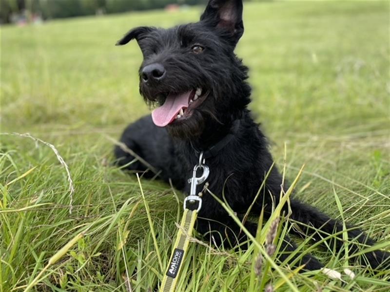 Suzy *in 82515 Wolfratshausen* lebendiges Hundemädchen, ca. 3 Jahre, ca. 43 cm, ca. 8 kg