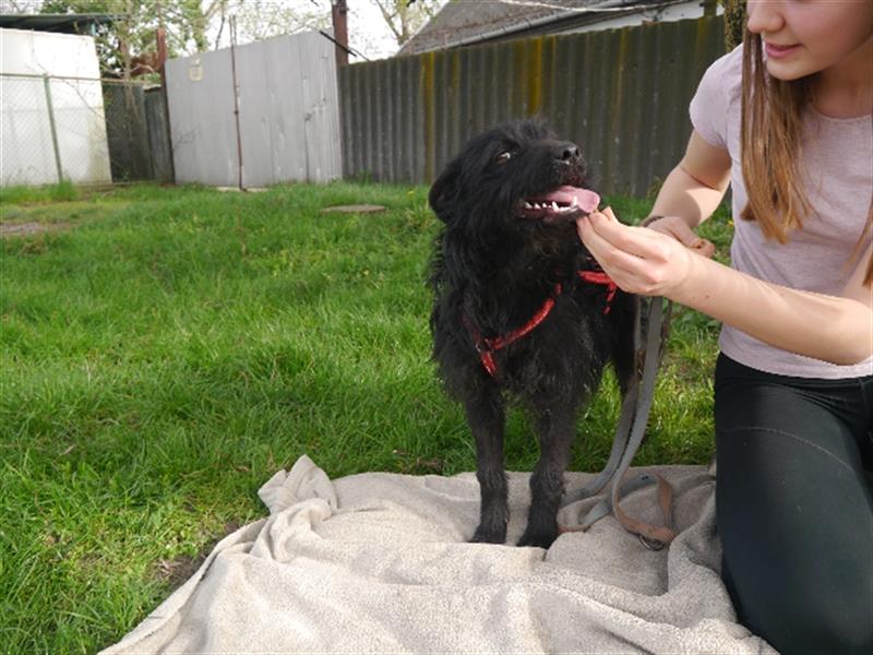 Suzy *in 82515 Wolfratshausen* lebendiges Hundemädchen, ca. 3 Jahre, ca. 43 cm, ca. 8 kg