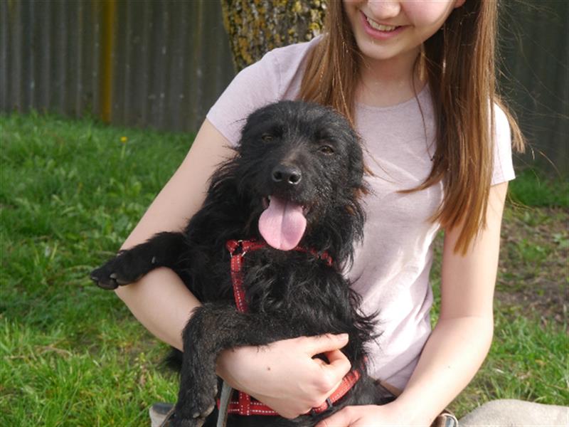 Suzy *in 82515 Wolfratshausen* lebendiges Hundemädchen, ca. 3 Jahre, ca. 43 cm, ca. 8 kg