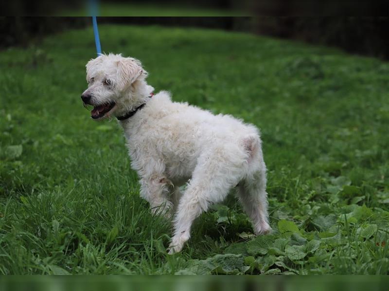 LUKAS - ich suche eine geduldige und liebevolle Familie!