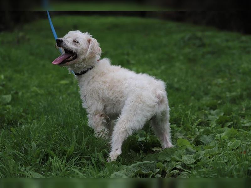 LUKAS - ich suche eine geduldige und liebevolle Familie!