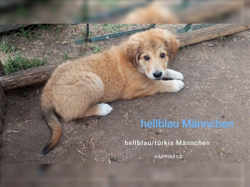 Süße Mischling Hundewelpen  zu verkaufen