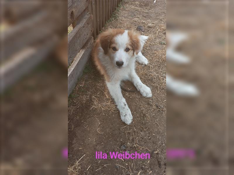 Süße Mischling Hundewelpen  zu verkaufen