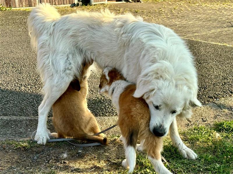 Süße Mischling Hundewelpen  zu verkaufen