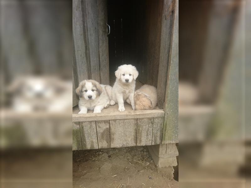 Pyrenäenberghund Welpen Herdenschutzhunde