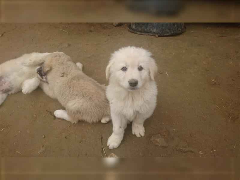 Pyrenäenberghund Welpen Herdenschutzhunde