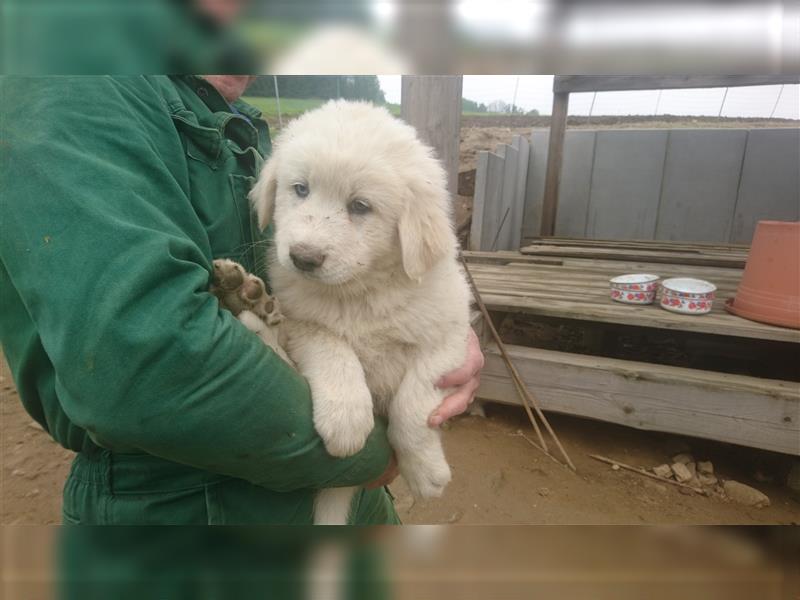 Pyrenäenberghund Welpen Herdenschutzhunde