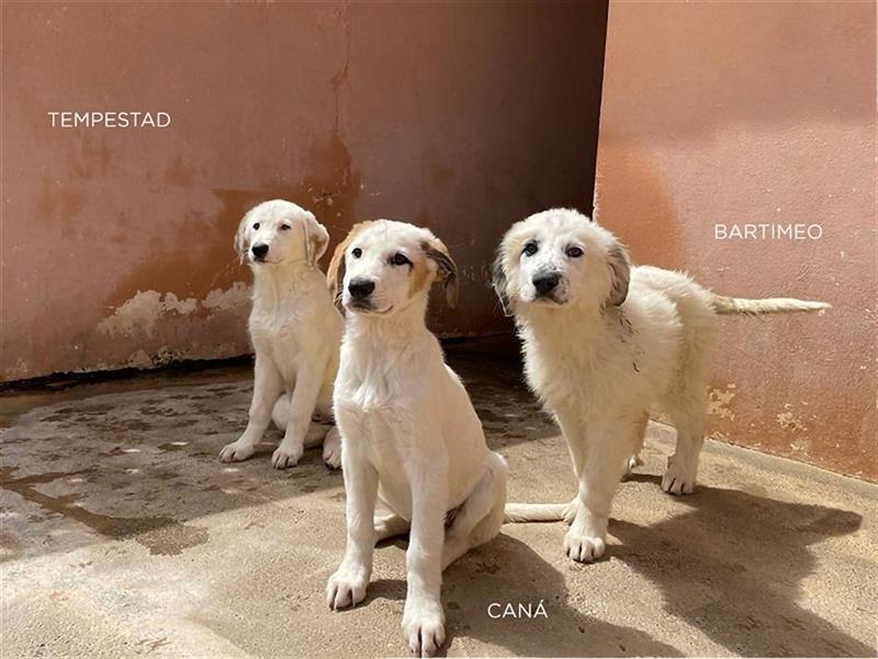 Cana, Pyrenäen Berghund Mix , möchte aufs Land zu lieben Menschen mit Verstand