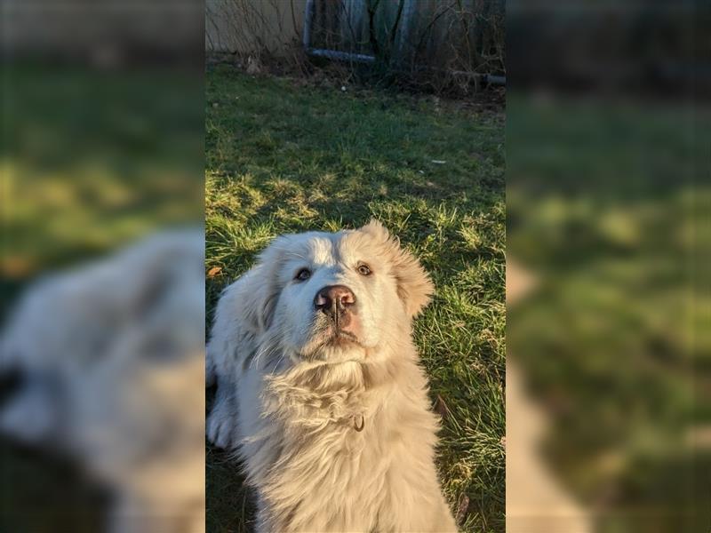 Pyrenäenberghund Abby sucht eine neue Familie