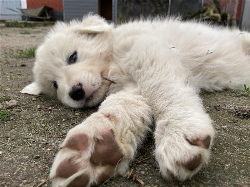 Pyrenäenberghund Welpen in liebevolle Hände abzugeben