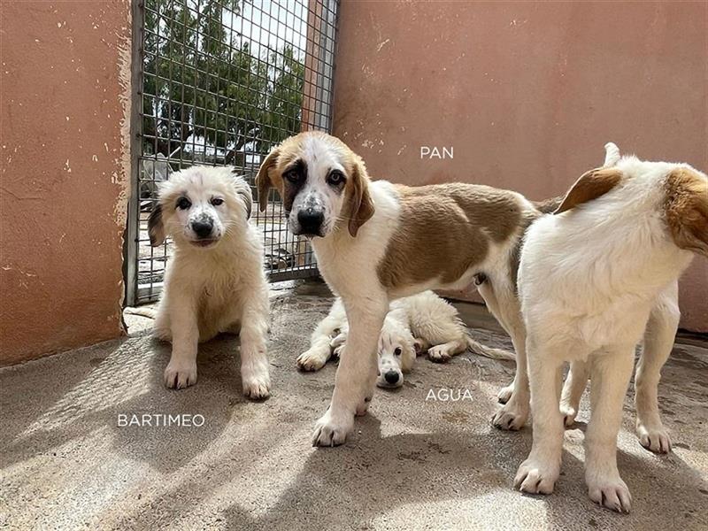 Pan, RESERVIERT Pyrenäen Berghund Mix sucht Familie auf dem Land