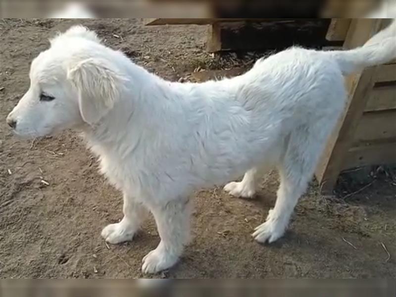 Pyrenäen Berghund Welpe - Männchen - Familienhund