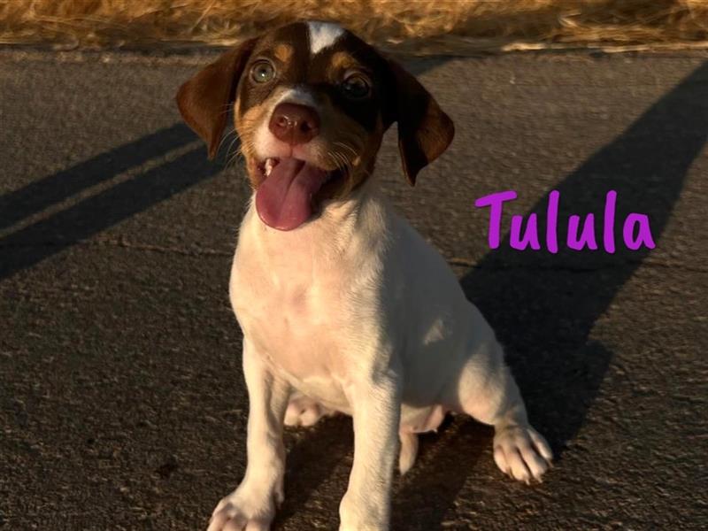 Tulula 05/2024 (ESP) - neugierige, kleine Bodeguero-Pinscher-Mix Welpin!