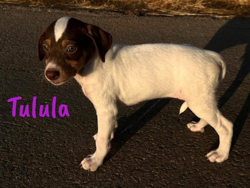 Tulula 05/2024 (ESP) - neugierige, kleine Bodeguero-Pinscher-Mix Welpin!