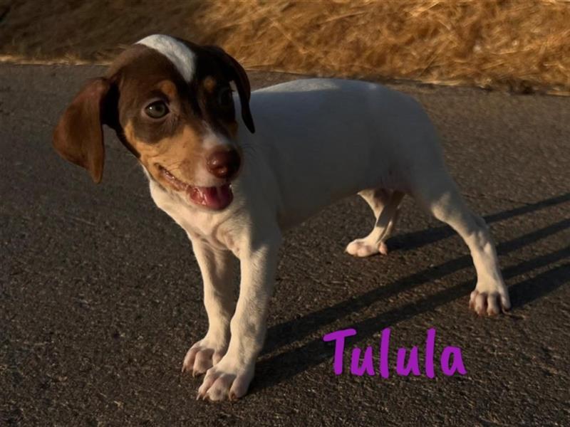 Tulula 05/2024 (ESP) - neugierige, kleine Bodeguero-Pinscher-Mix Welpin!