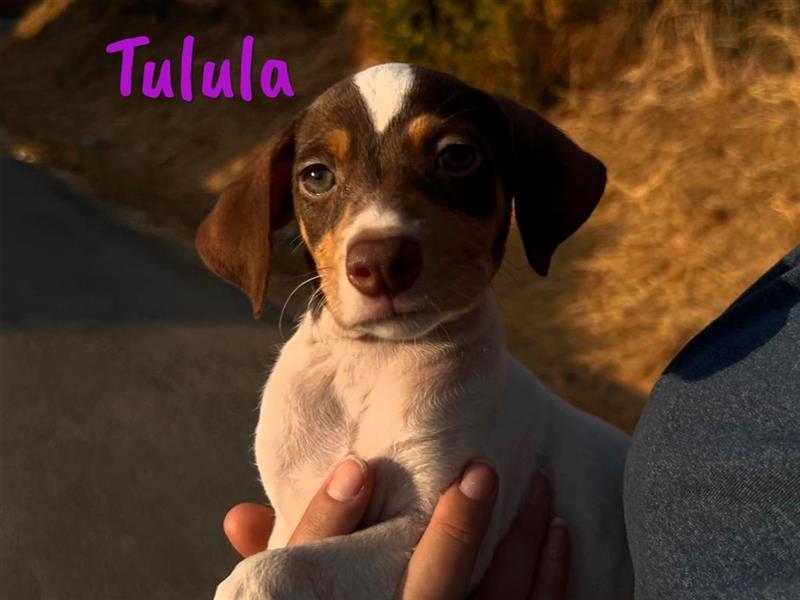 Tulula 05/2024 (ESP) - neugierige, kleine Bodeguero-Pinscher-Mix Welpin!