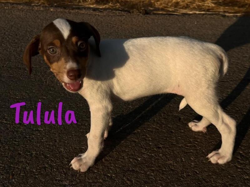 Tulula 05/2024 (ESP) - neugierige, kleine Bodeguero-Pinscher-Mix Welpin!