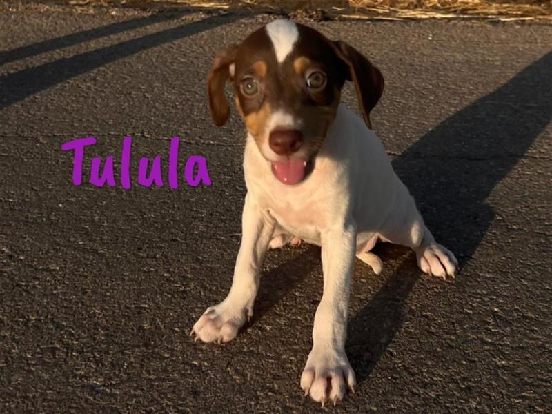 Tulula 05/2024 (ESP) - neugierige, kleine Bodeguero-Pinscher-Mix Welpin!