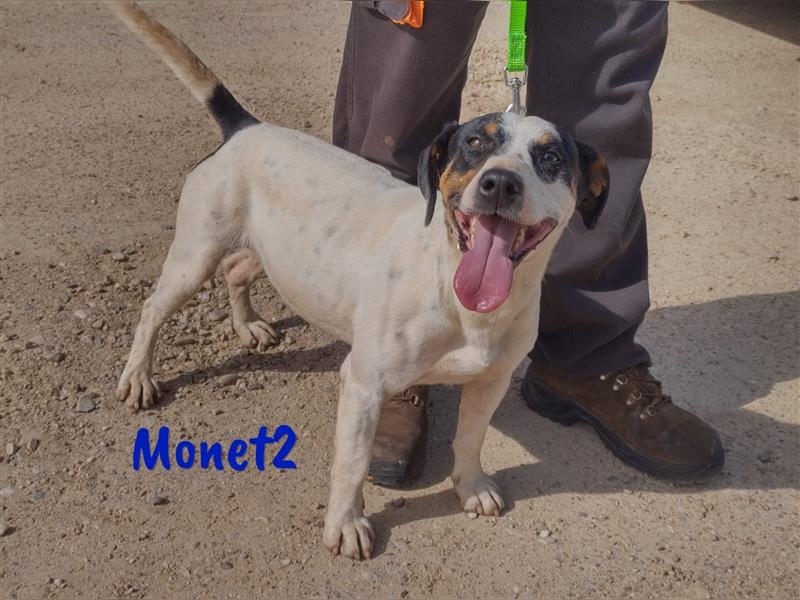 Monet2 03/2021 (ESP) - verschmuster und sehr sozialer, kleiner Ratonero Bodeguero Andaluz!