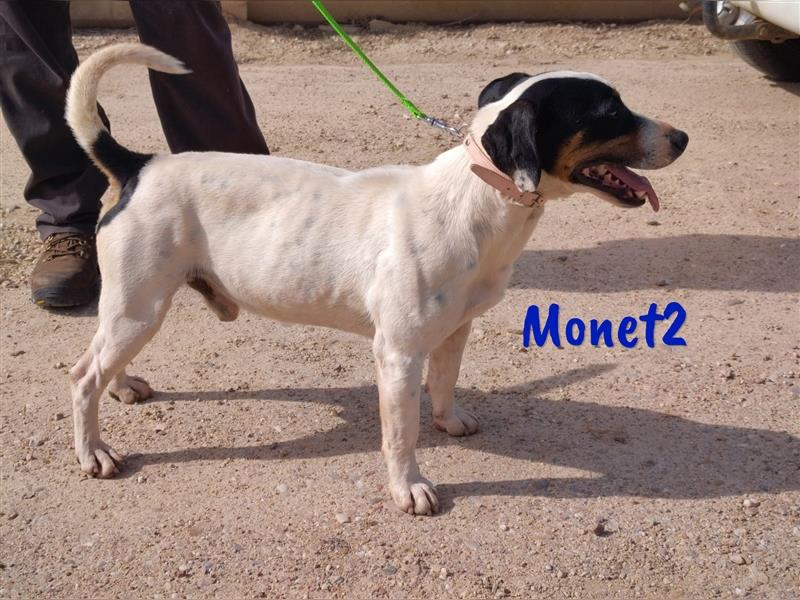 Monet2 03/2021 (ESP) - verschmuster und sehr sozialer, kleiner Ratonero Bodeguero Andaluz!