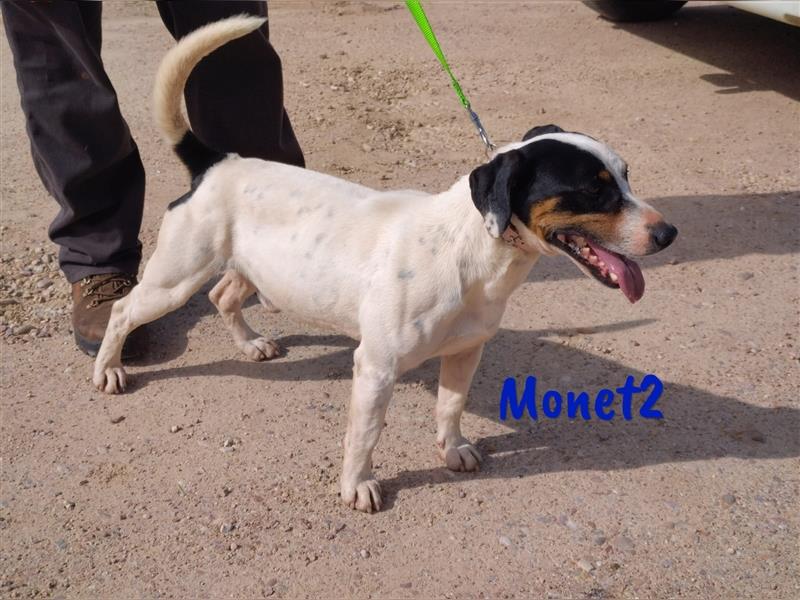 Monet2 03/2021 (ESP) - verschmuster und sehr sozialer, kleiner Ratonero Bodeguero Andaluz!