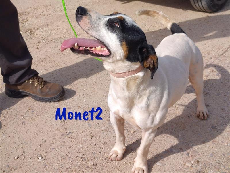 Monet2 03/2021 (ESP) - verschmuster und sehr sozialer, kleiner Ratonero Bodeguero Andaluz!