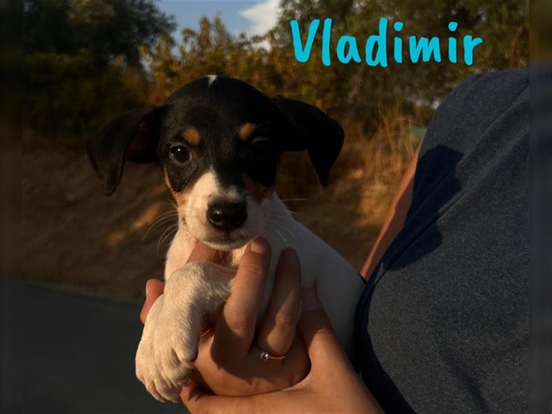 Vladimir 05/2024 (ESP) - aufgeweckter, süßer Bodeguero-Pinscher-Mix Welpe!