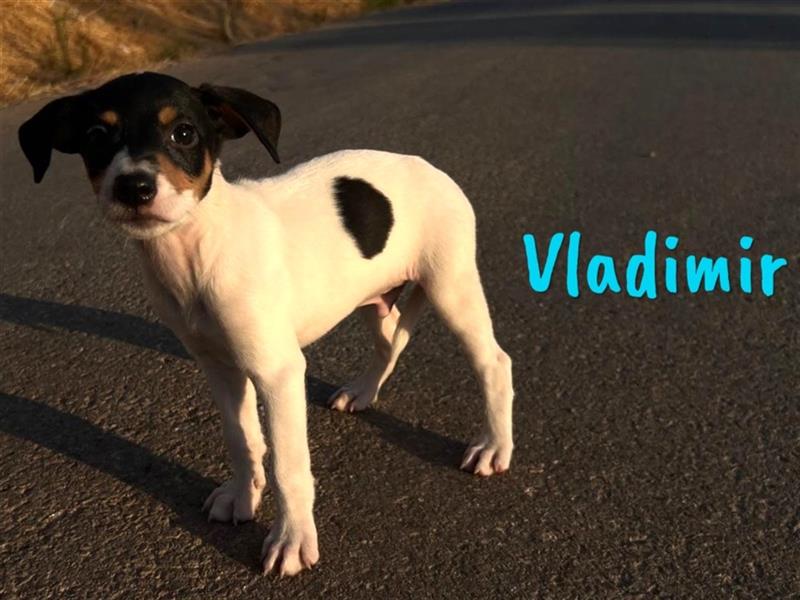 Vladimir 05/2024 (ESP) - aufgeweckter, süßer Bodeguero-Pinscher-Mix Welpe!