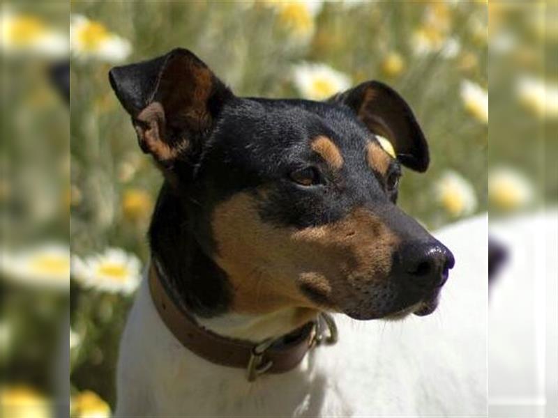 Snoopy (Spanien) - schüchterne Bodeguero-Mix sucht passende Rennwiese